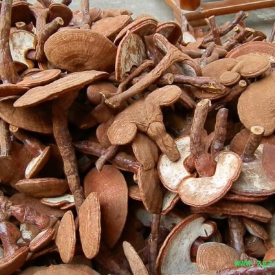 灵芝 带柄灵芝 椴木灵芝