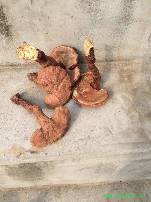 灵芝 带柄灵芝 椴木灵芝图3