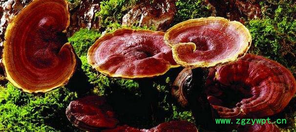 稀野贵珍 赤灵芝图3