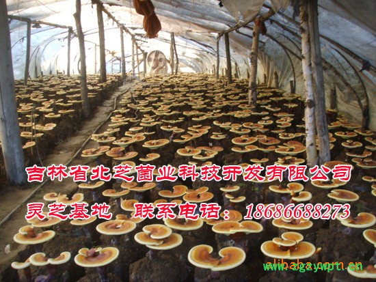 灵芝多糖、灵芝提取物图2