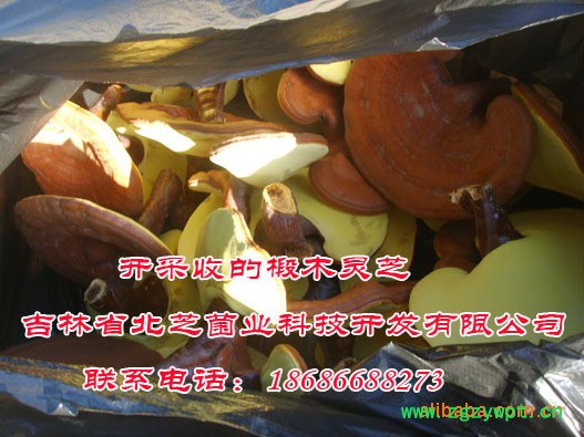 灵芝多糖、灵芝提取物图3