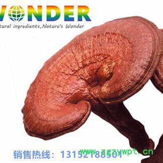 Wonderbio 灵芝提取物图3