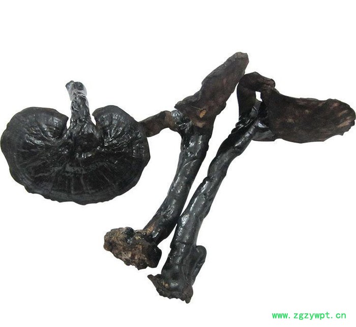 罗氏灵芝 **黑灵芝 **补品 稳定血糖 直销**灵芝中药材图2