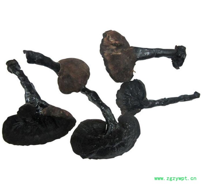 罗氏灵芝 **黑灵芝 **补品 稳定血糖 直销**灵芝中药材图3