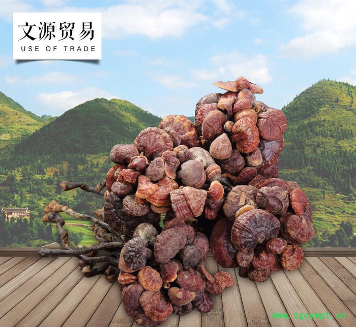 罗氏灵芝 **灵芝王 直销补品 **灵芝王 **补品 泡药酒药材