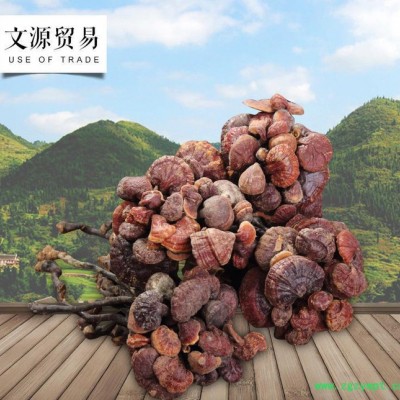 罗氏灵芝 **灵芝王 直销补品 **灵芝王 **补品 泡药酒药材