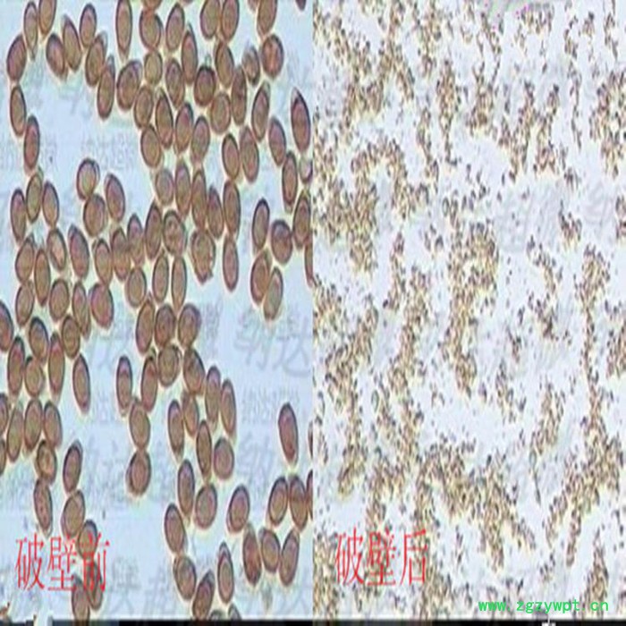 灵芝孢子粉破壁图2