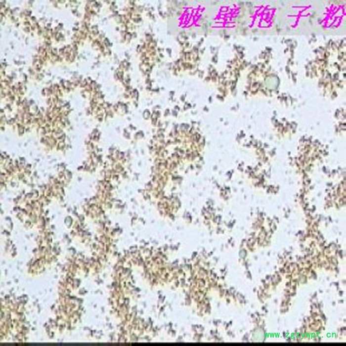 灵芝孢子粉破壁图3