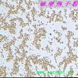 灵芝孢子粉破壁图4