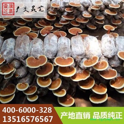 山东济南80cm以上赤灵芝报价 赤灵芝出厂价格 广义灵芝 云南灵芝破壁孢子粉