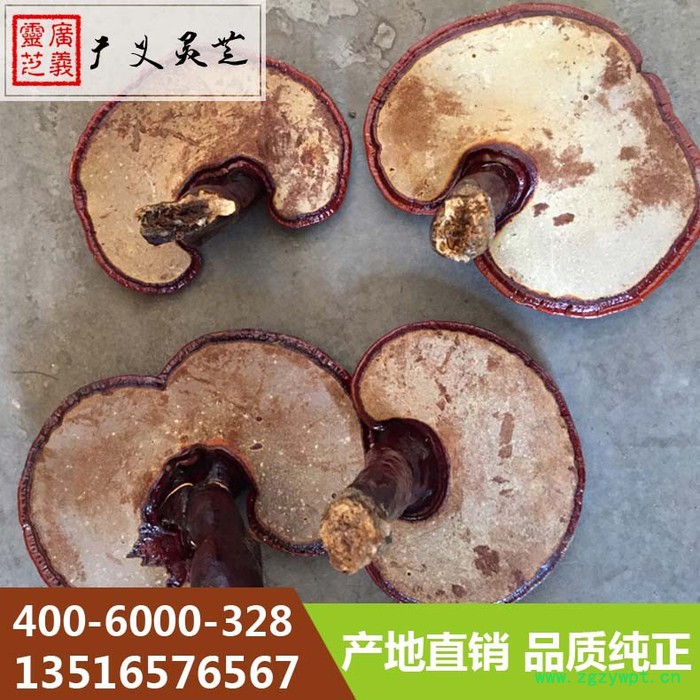 山东椴木灵芝价格 济南椴木长腿厂家 广义灵芝图8