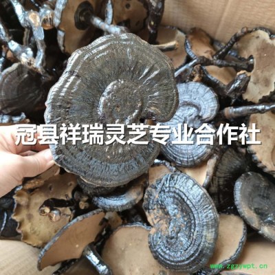 祥瑞 带柄黑灵芝