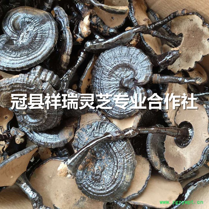 祥瑞 带柄黑灵芝图3
