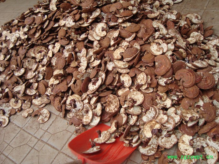 产地灵芝图3
