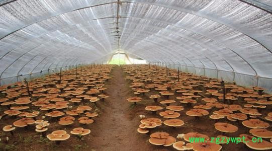 灵芝菌包食用菌菌种蘑菇菌棒平菇菌袋灵芝盆景图4