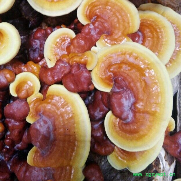 灵芝菌包食用菌菌种蘑菇菌棒平菇菌袋灵芝盆景图3