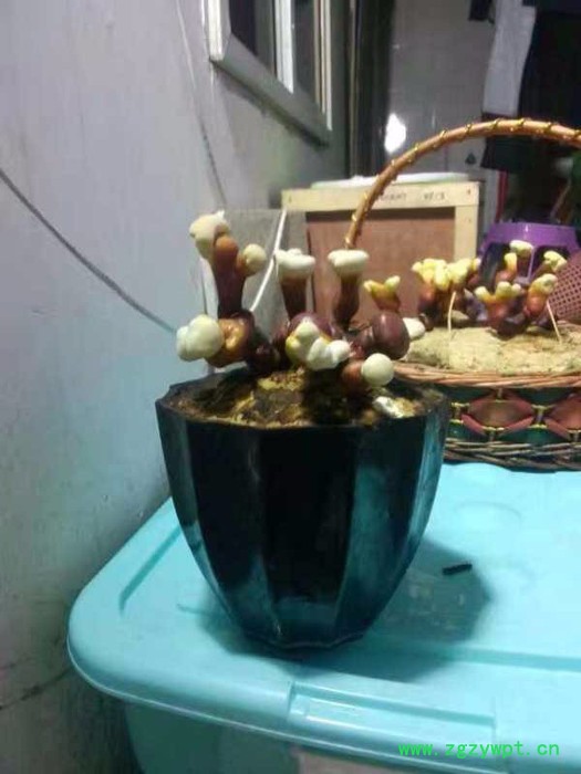 灵芝菌包食用菌菌种蘑菇菌棒平菇菌袋灵芝盆景图2