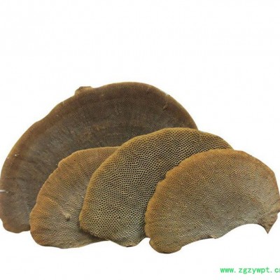 罗氏灵芝 直销蜂窝灵芝 **蜂窝灵芝 蜂窝层孔菌 **补品