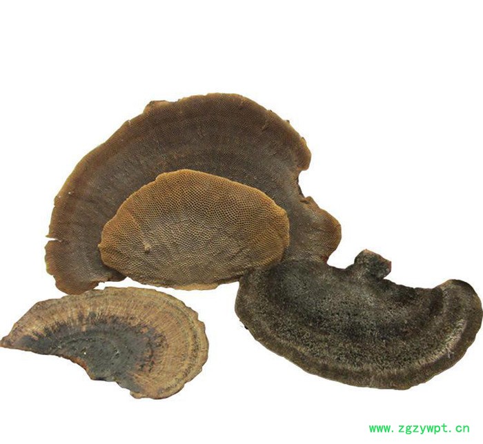 罗氏灵芝 直销蜂窝灵芝 **蜂窝灵芝 蜂窝层孔菌 **补品图3
