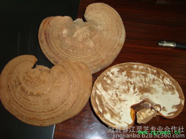 产地直销各种灵芝图2