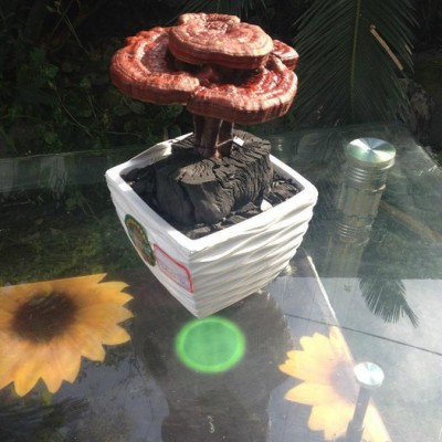 供应灵芝盆景LZ-01-01