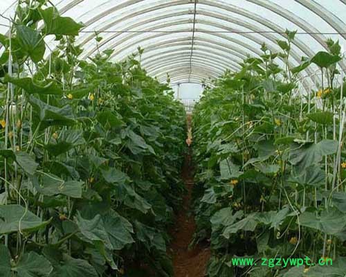 灵芝遮阳网_花菜遮阳网限时供应【金耀捷】图3