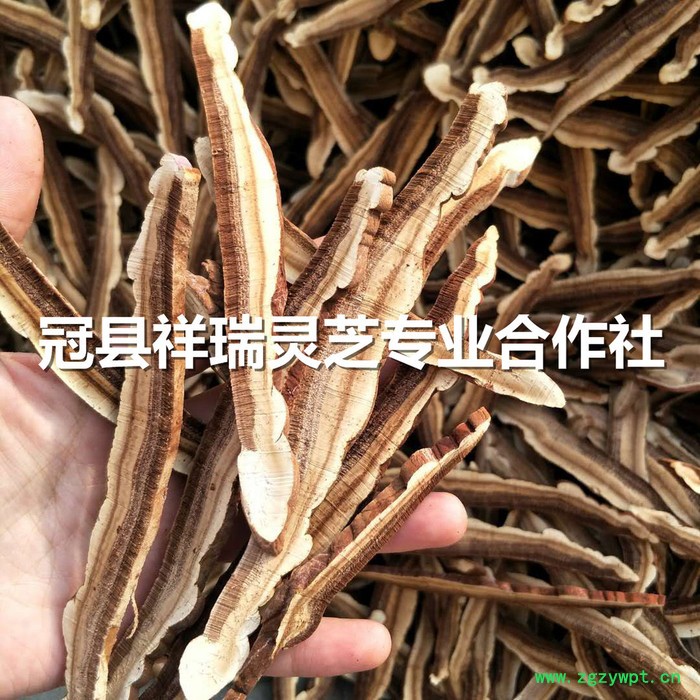 祥瑞 灵芝切片供应图2
