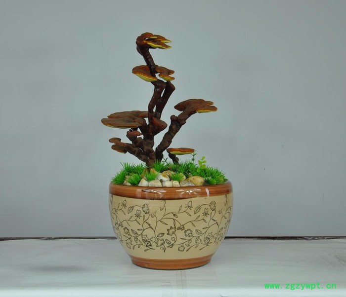 优种农业 办公室灵芝盆栽 观赏灵芝盆景厂价直销图8