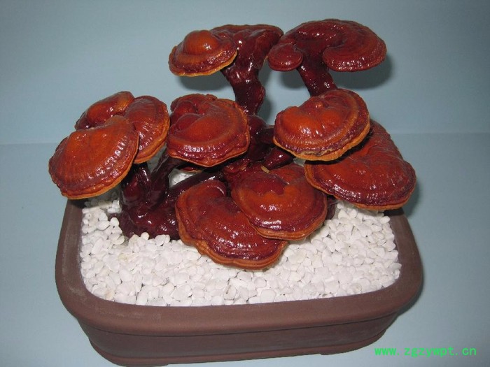 优种农业 办公室灵芝盆栽 观赏灵芝盆景厂价直销图2