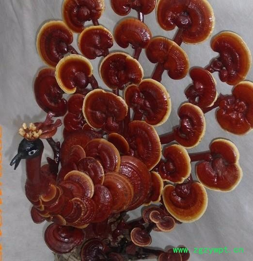 优种农业 办公室灵芝盆栽 观赏灵芝盆景厂价直销图5