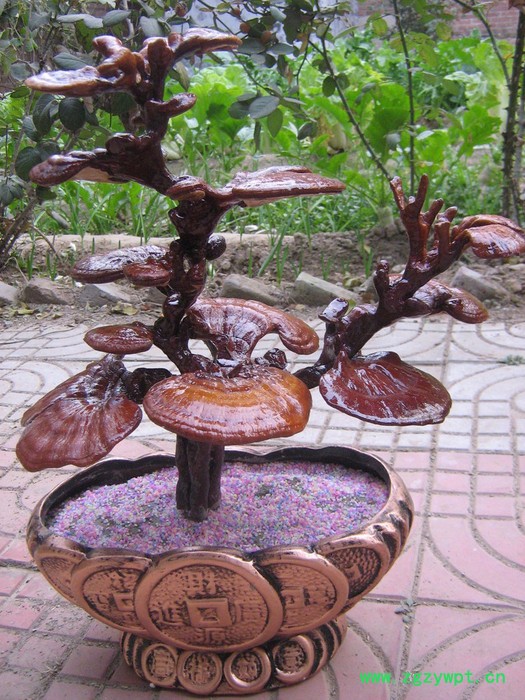 优种农业 办公室灵芝盆栽 观赏灵芝盆景厂价直销图7