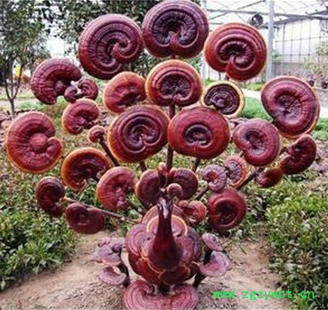 优种农业 办公室灵芝盆栽 观赏灵芝盆景厂价直销图4