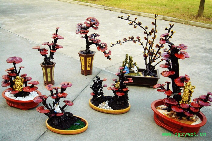 优种农业 办公室灵芝盆栽 观赏灵芝盆景厂价直销图6