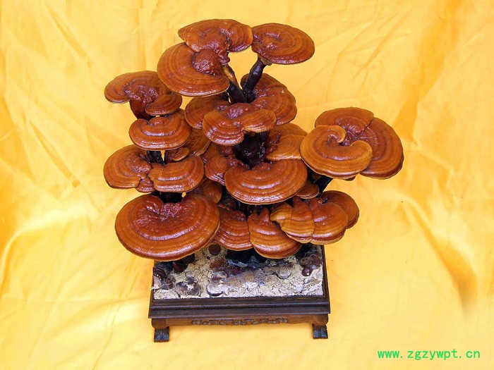 优种农业 办公室灵芝盆栽 观赏灵芝盆景厂价直销图3