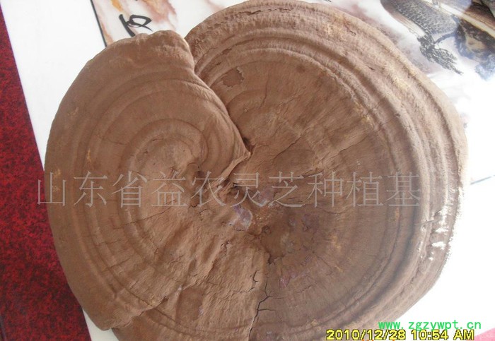 椴木灵芝，灵芝孢子粉