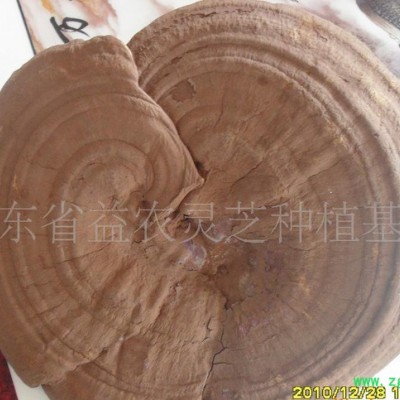 椴木灵芝，灵芝孢子粉