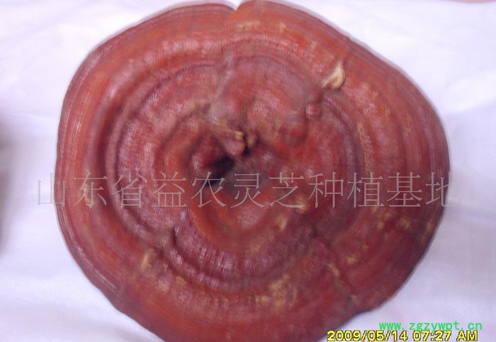 椴木灵芝，灵芝孢子粉图2