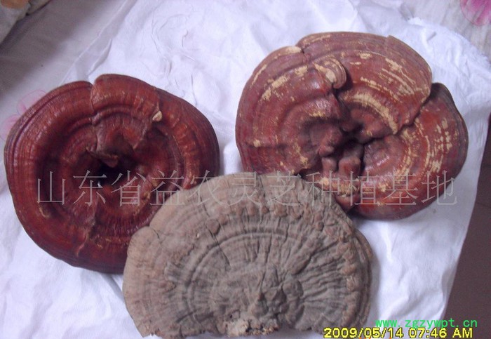 椴木灵芝，灵芝孢子粉图3