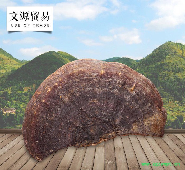 罗氏灵芝 专业直销** 无柄赤灵芝厚肉 品质中药材生产