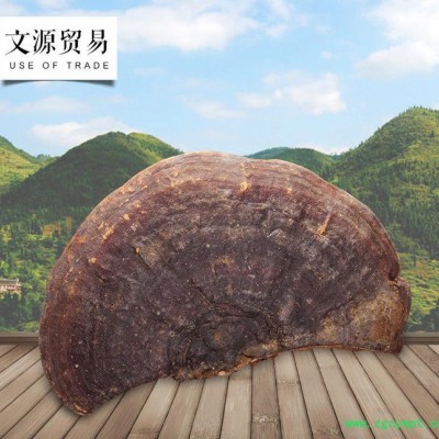 罗氏灵芝 专业直销** 无柄赤灵芝厚肉 品质中药材生产
