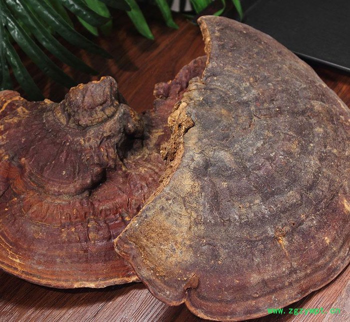 罗氏灵芝 专业直销** 无柄赤灵芝厚肉 品质中药材生产图3