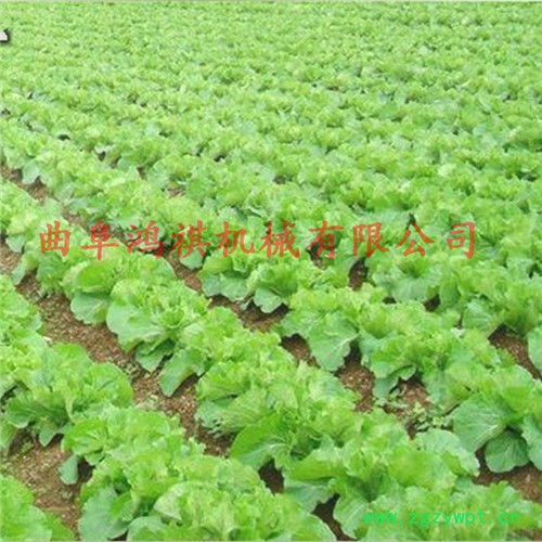 HQ 大型牵引式播种机 药材播种机 单粒下种播种机图4