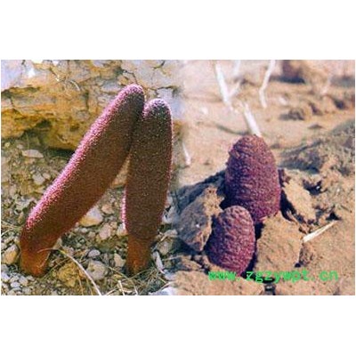 供应10：1锁阳提取物