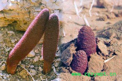 供应10:1锁阳提取物图3