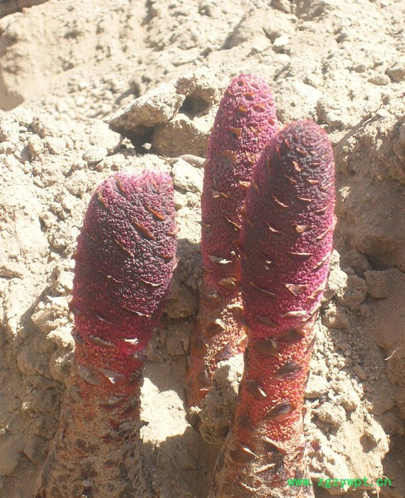 《康民》甘肃瓜州锁阳 散装500克 壮阳补肾补气 纯**特产图2