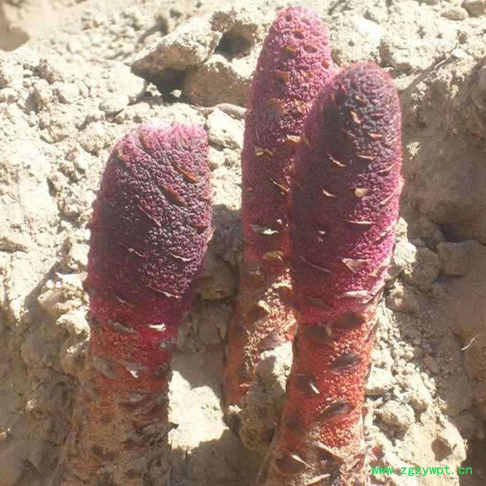 壮阳 甘肃特色 自产 壮阳 甘肃杞域蔚丰 特产， 野生， 红花 锁阳批发 产地批发图3