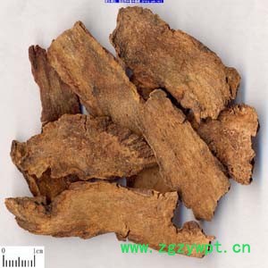 供酒泉锁阳特点，酒泉锁阳，酒泉锁阳认准盛宝