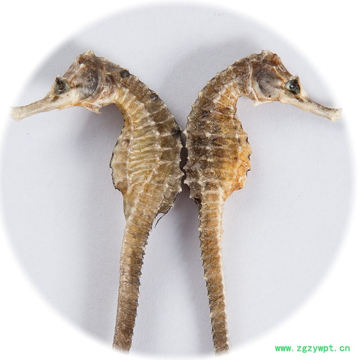 干货海马干无增重汤料海马全量大从优包邮泡酒料男滋补锁阳男性持久图2