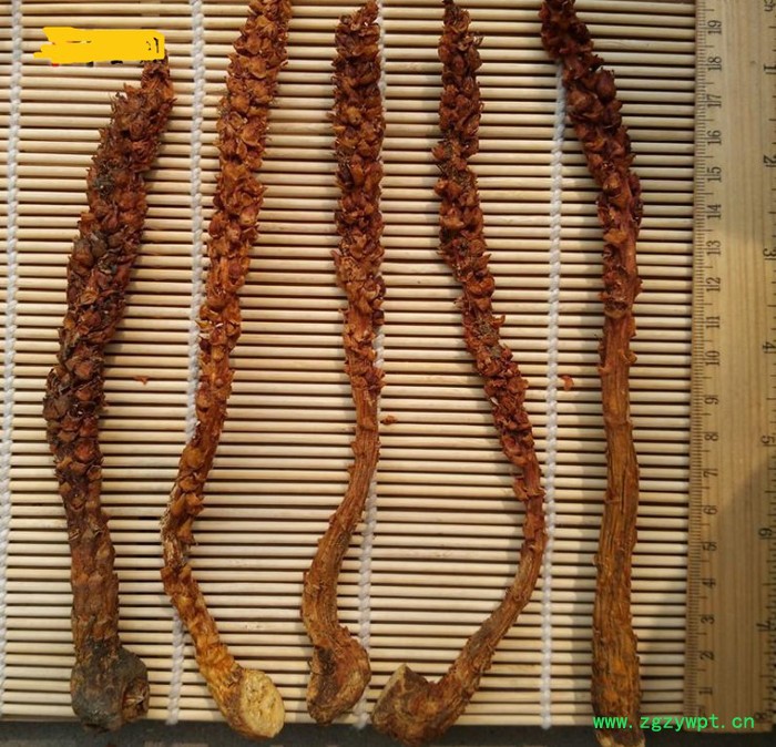 不老草（大号）10克的云南回春草不老草顶天柱草苁蓉产地泡酒料定制款直销批发草苁蓉风流果锁阳男性肾滋补酒当泡茶长白山不老草图5