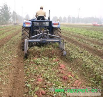 红薯收获机 土豆收获机 药材收获机科阳”牌红薯收获机多功能薯类收获机图7